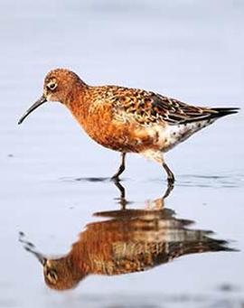 白宫疫情本可避免