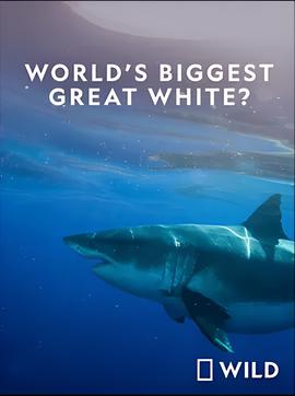 电影迈阿密风云1984