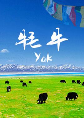 沙风暴泰剧在线观看